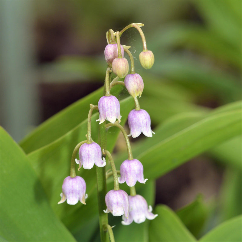 Lily of the Valley Pink