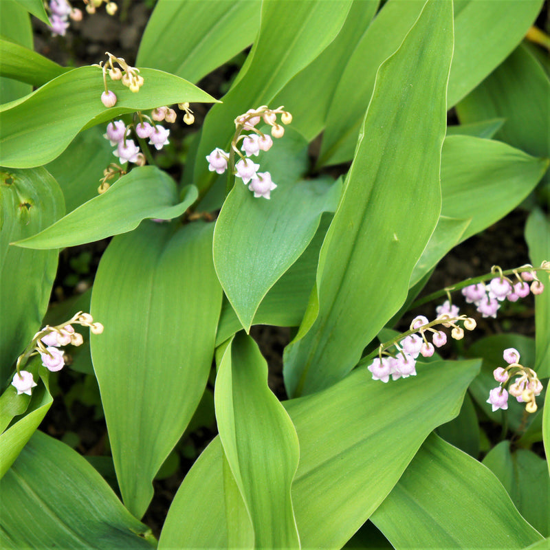 Lily of the Valley Pink