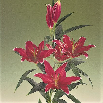 Oriental Lily Rio Negro