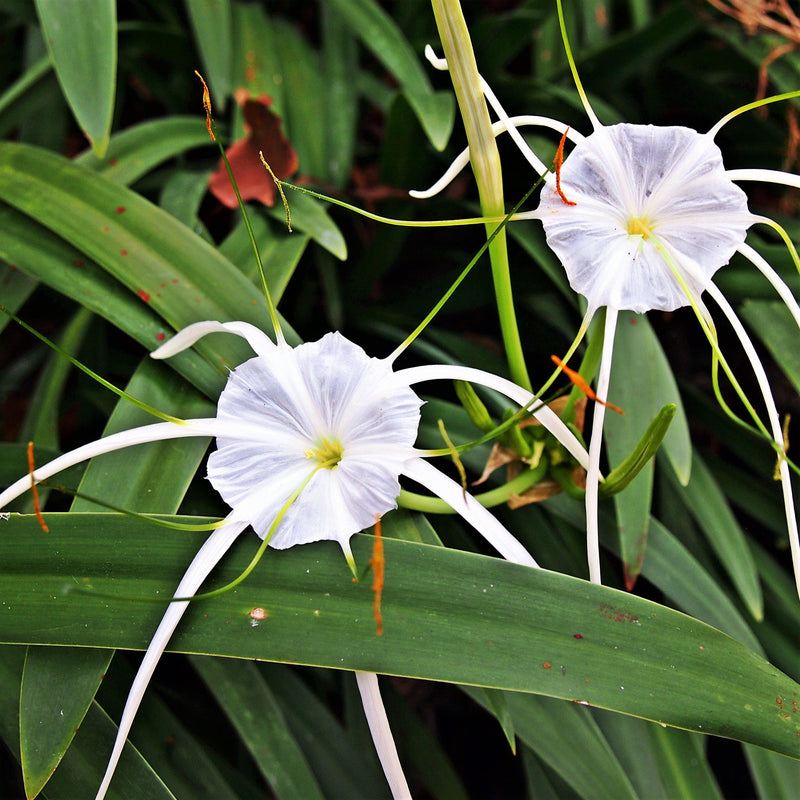 Ismene Littoralis