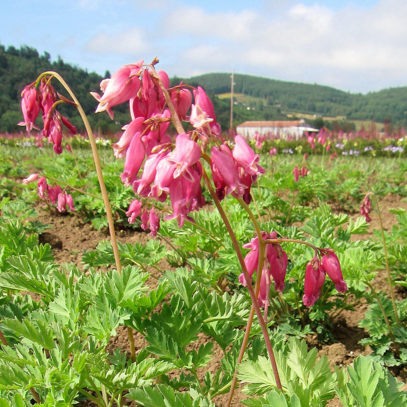 Bleeding Hearts Luxuriant