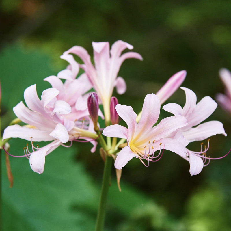 Lycoris Pink 'Squamigera'