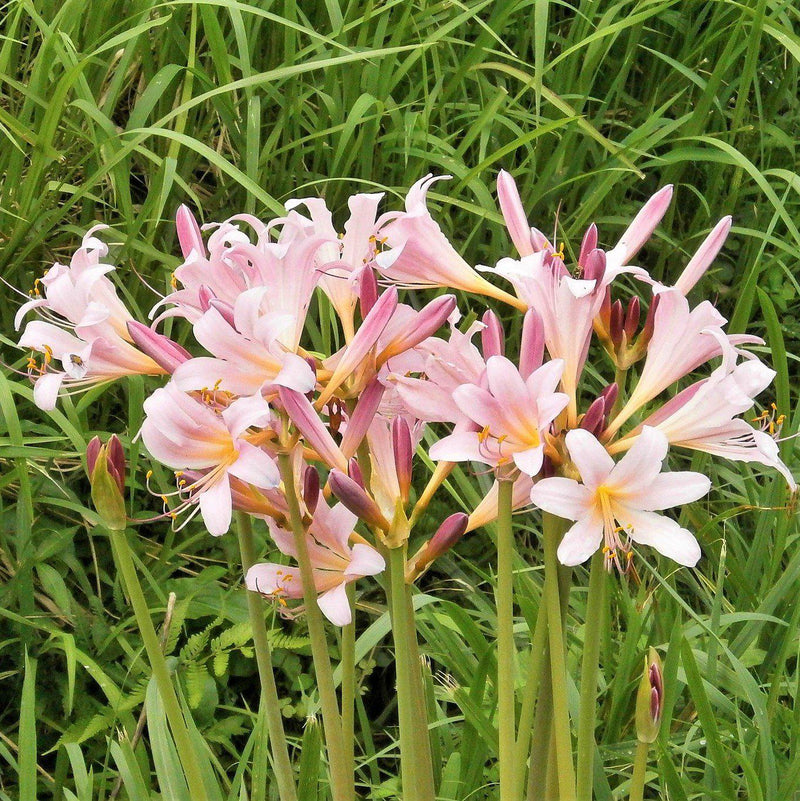 Lycoris Pink 'Squamigera'