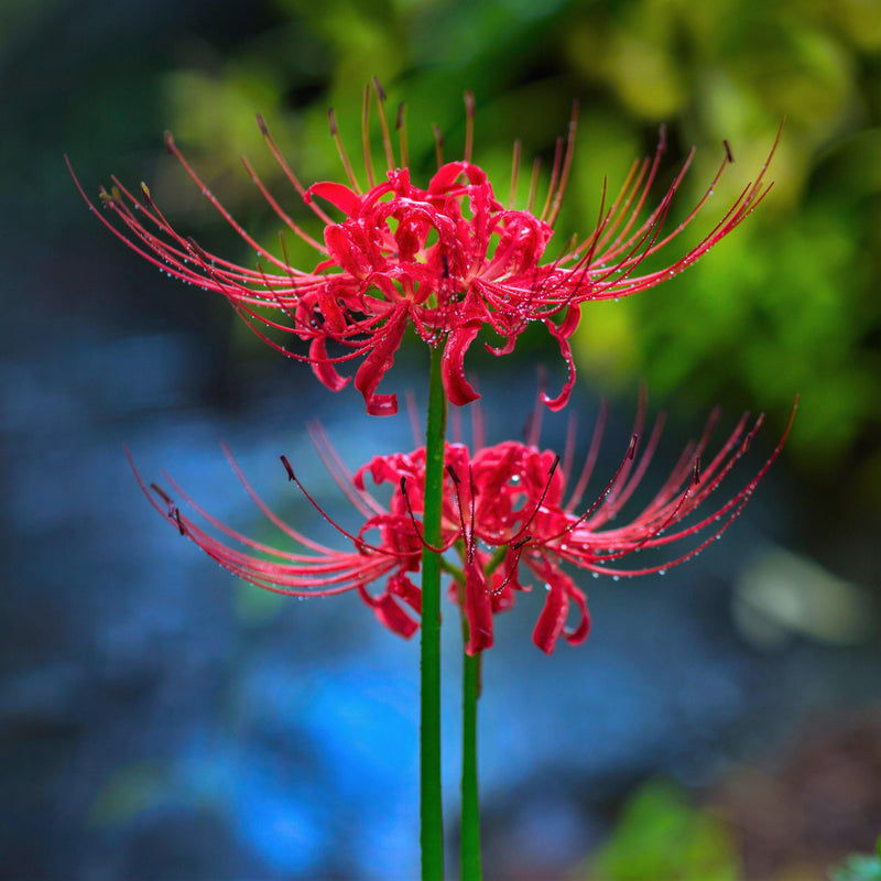 Lycoris Red 'Radiata' Trio