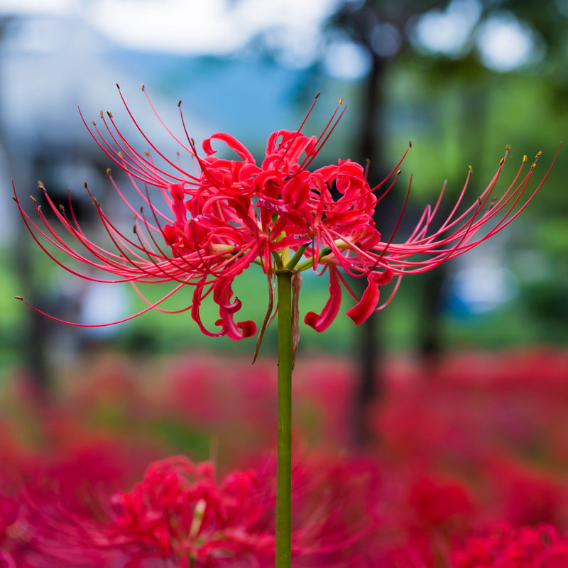 Lycoris Red 'Radiata'