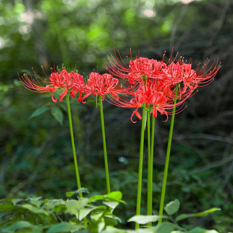 Lycoris Red 'Radiata' Trio