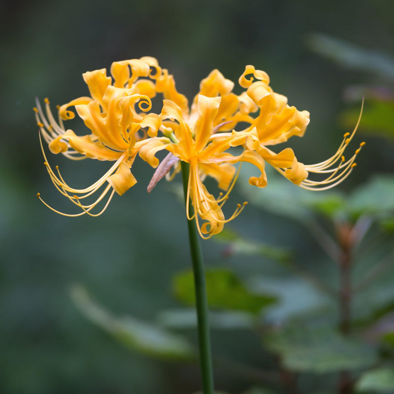 Lycoris Yellow 'Aurea' Trio