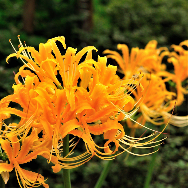 Lycoris Yellow 'Aurea' Trio