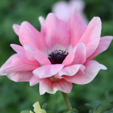 Italian Anemone Mistral Rosa Chiaro