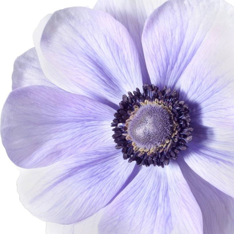 Italian Anemone Mistral Plus Azzurro