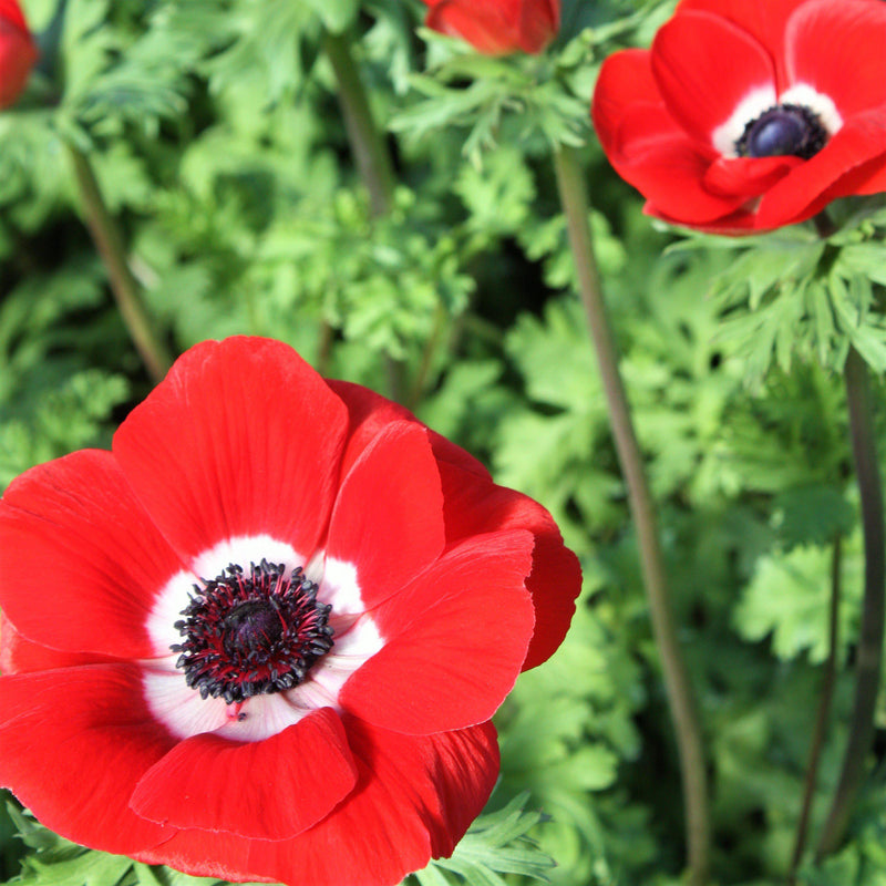 Italian Anemone Mistral Plus Rosso