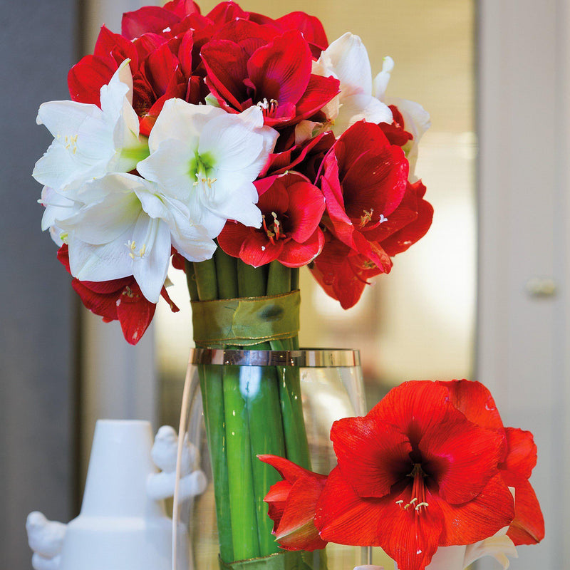 Amaryllis Holiday Cheer Collection