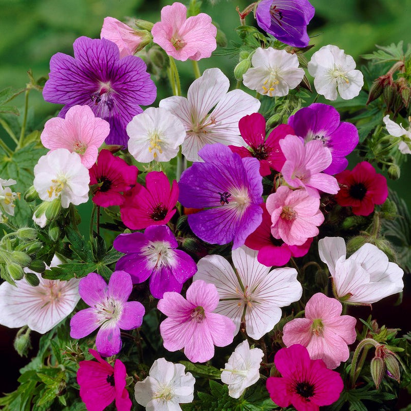 Geranium Tapestry Mix