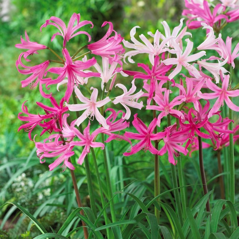 Nerine Topsy Turvy Mix