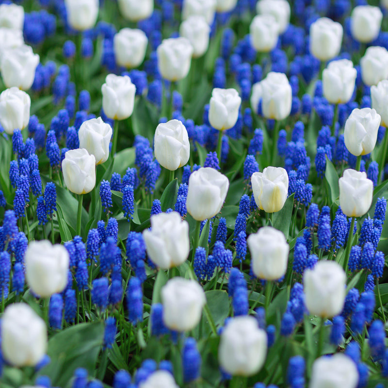 Blueberries and Cream Blend - Muscari & Tulip