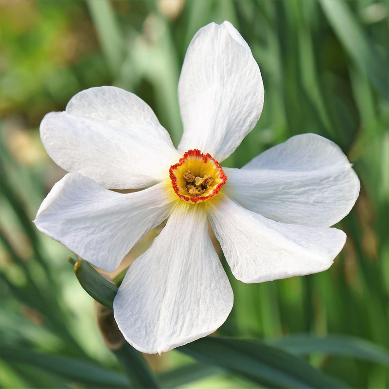 Narcissus Actaea (Pheasant Eye)