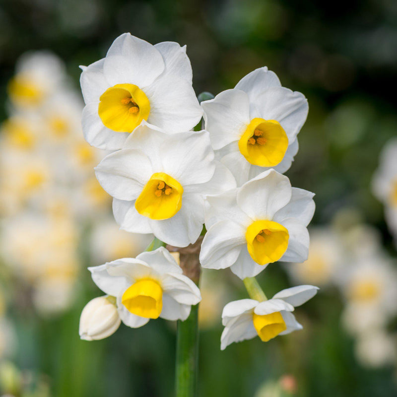 Narcissus Avalanche