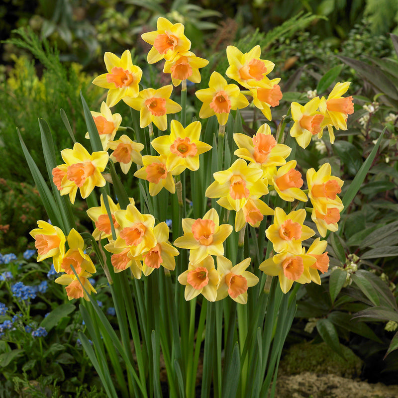 Narcissus Blushing Lady