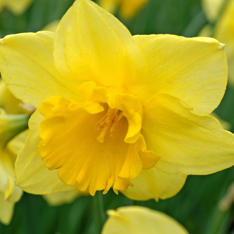 Narcissus Carlton