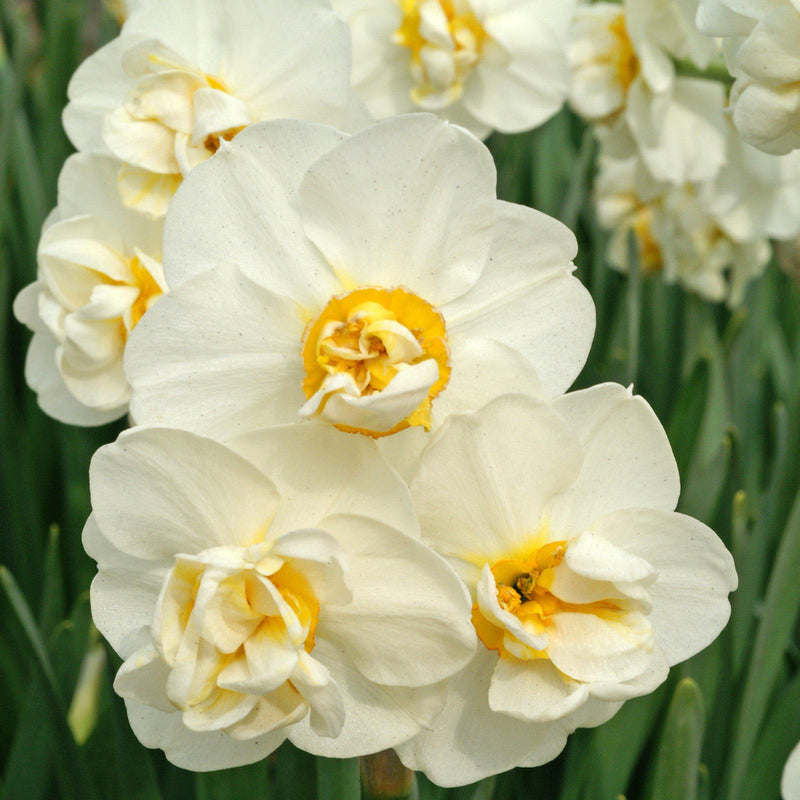 Narcissus Cheerfulness