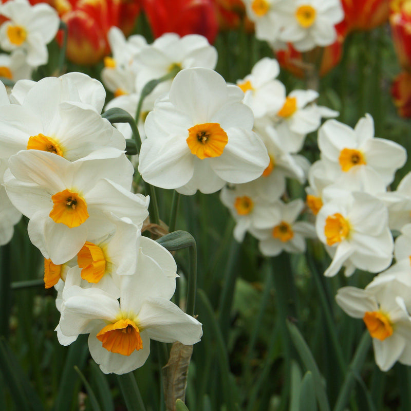 Narcissus Geranium