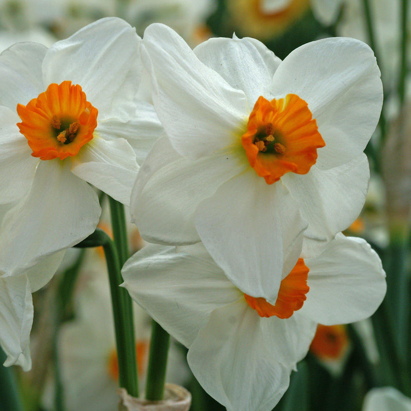 Narcissus Geranium