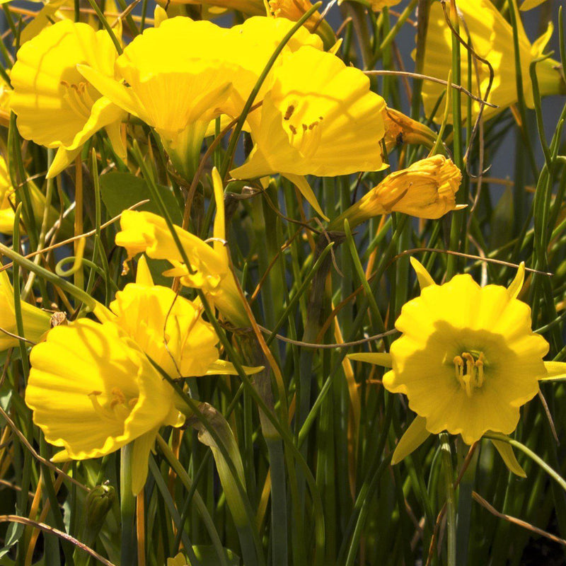 Narcissus Golden Bells