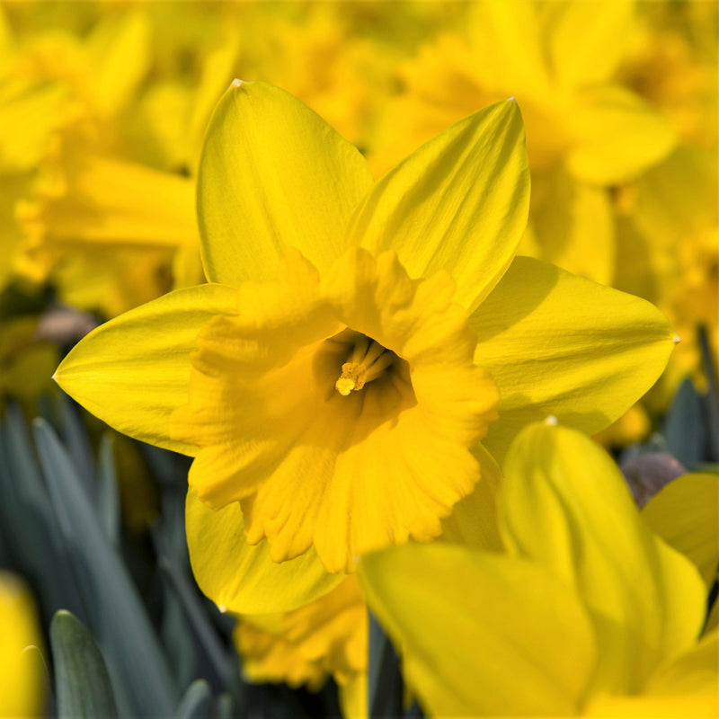 Narcissus Marieke