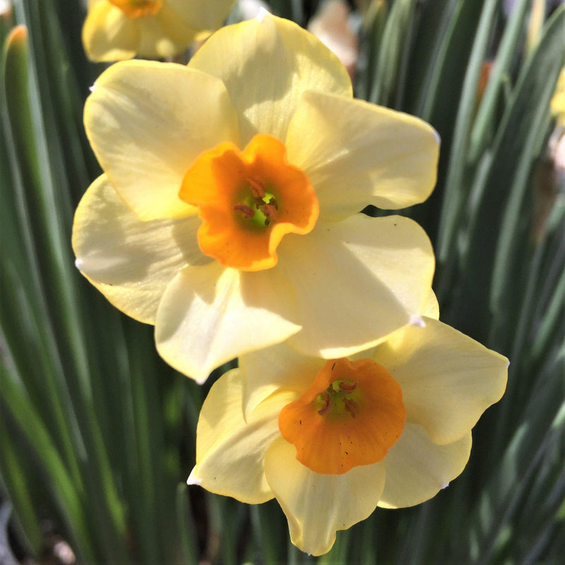 Narcissus Martinette