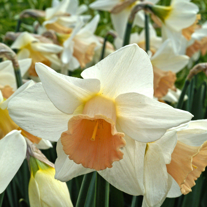 Narcissus Passionale