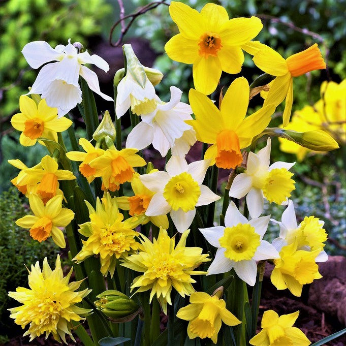 Narcissus Daffodil Sweet Petite Mix