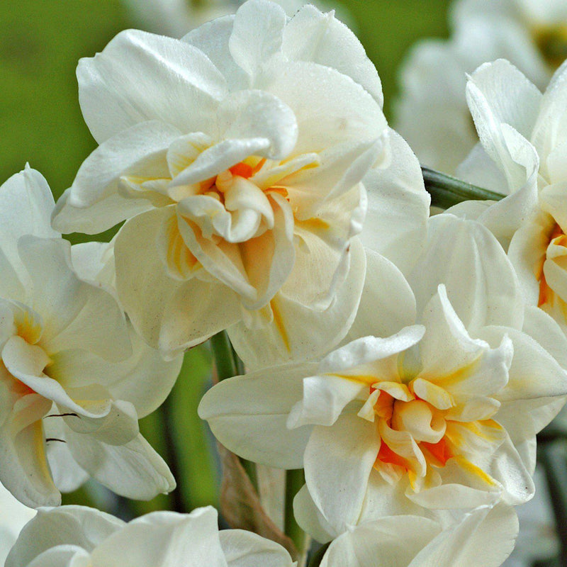 Narcissus Sir Winston Churchill