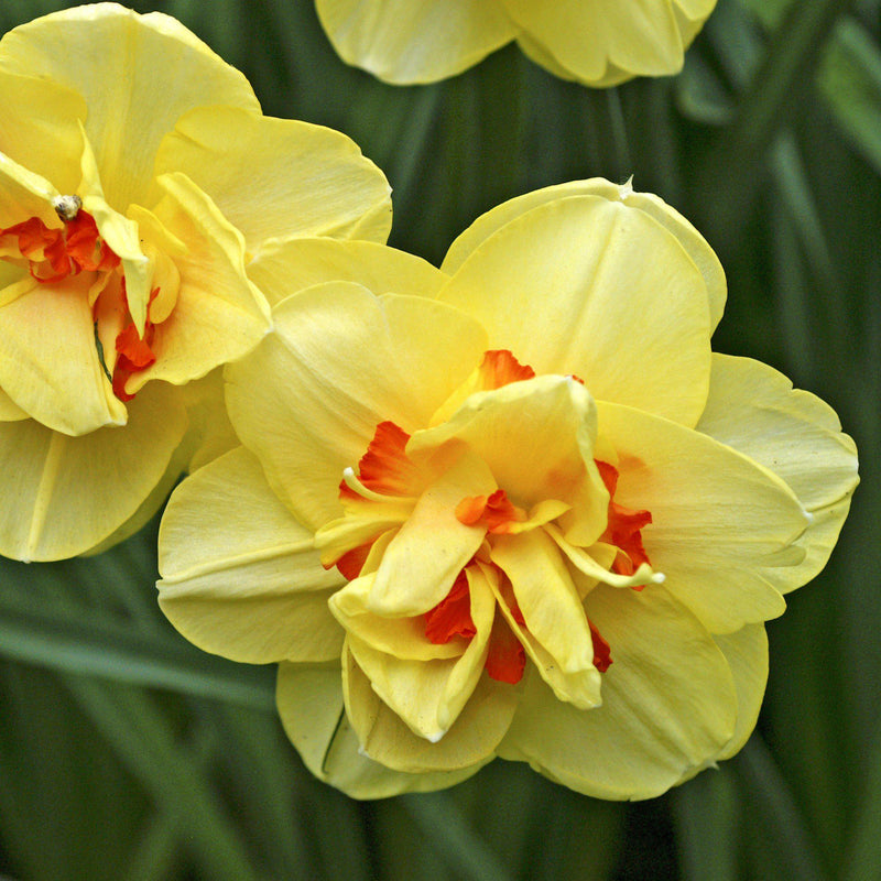 Narcissus Tahiti