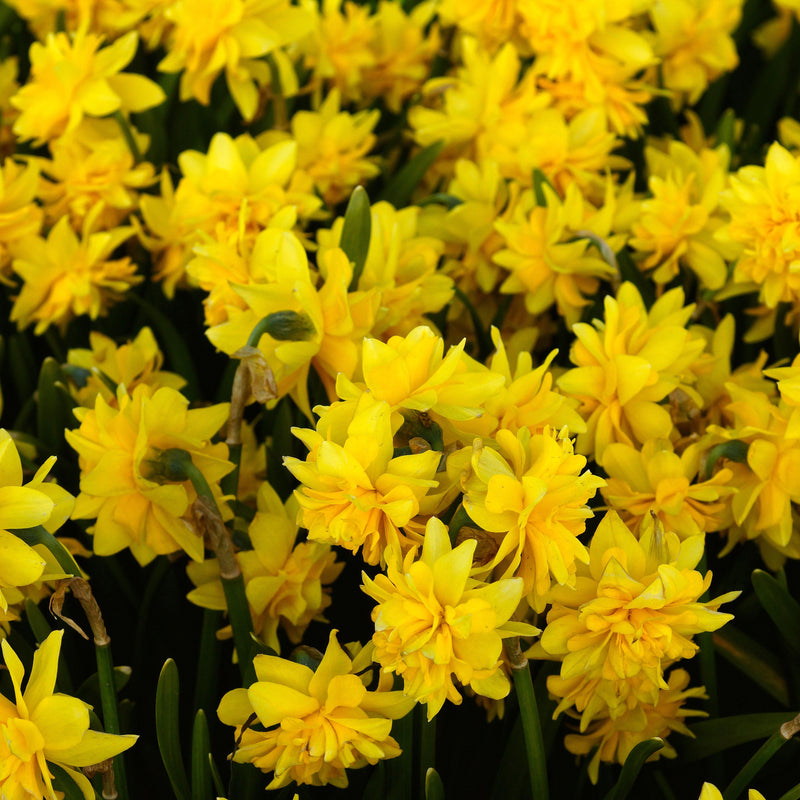 Narcissus Tete-a-Tete Double