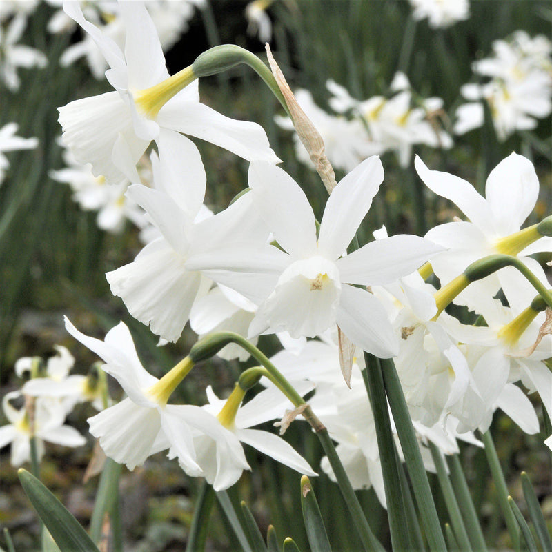 Narcissus Thalia