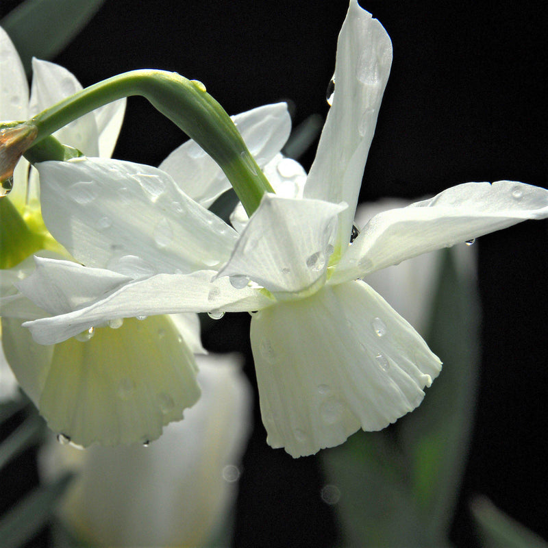 Narcissus Thalia