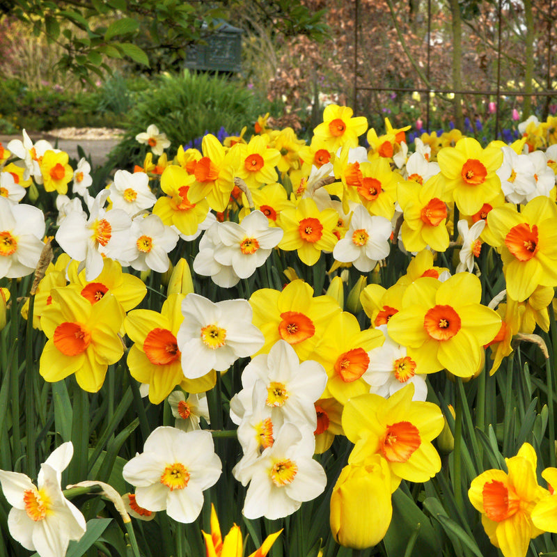 Narcissus Daffodil Classic Trumpet Mix