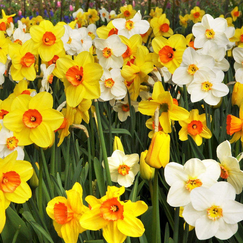 Narcissus Daffodil Classic Trumpet Mix