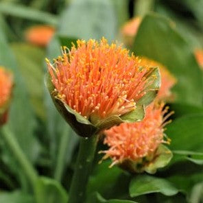 Haemanthus Natalensis (Scadoxus)