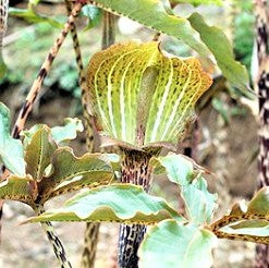 Arisaema nepenthoides