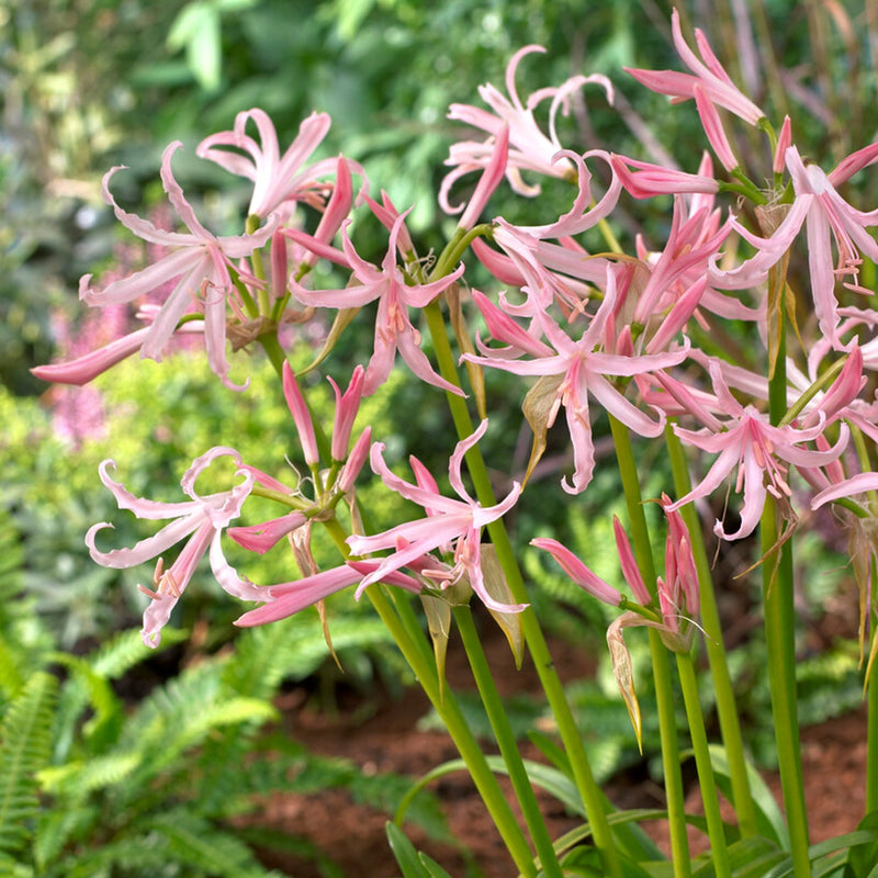 Nerine Nikita