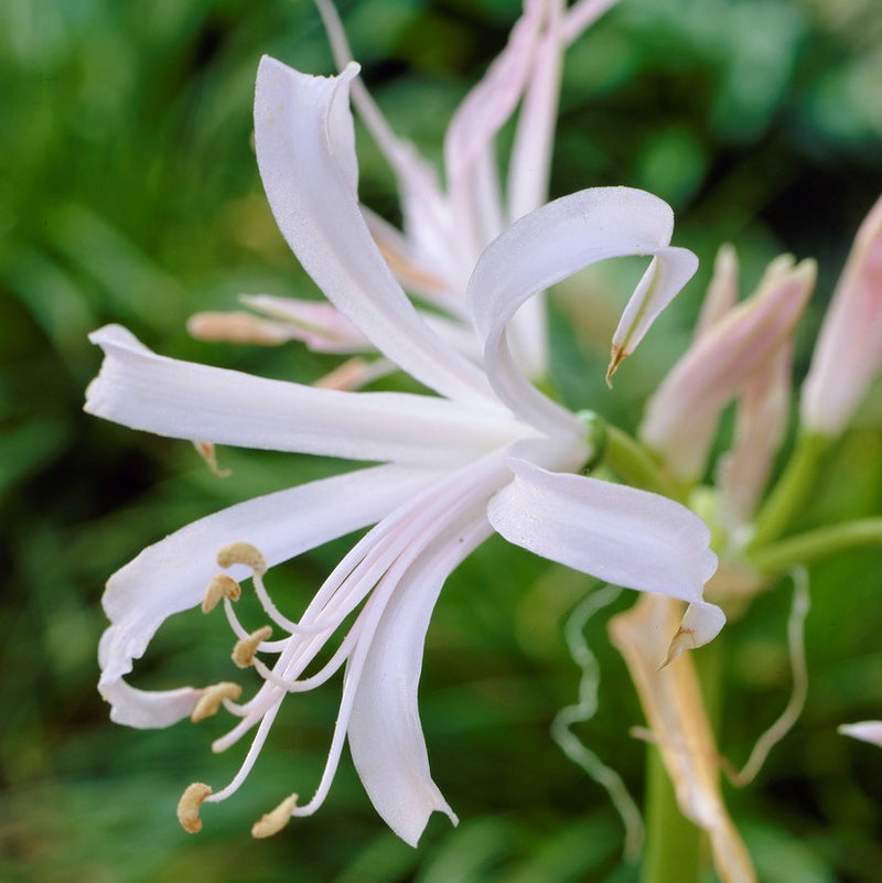 Nerine Albivetta