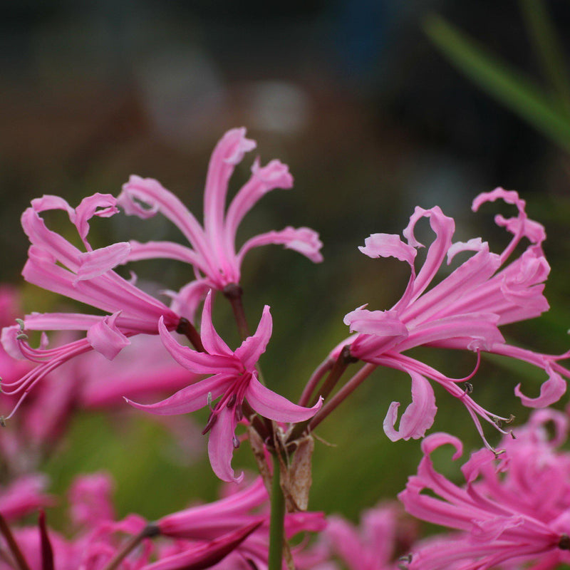 Nerine Bowdenii