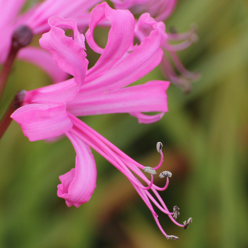 Nerine Bowdenii