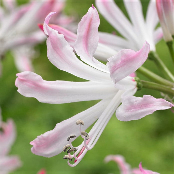 Nerine Topsy Turvy Mix