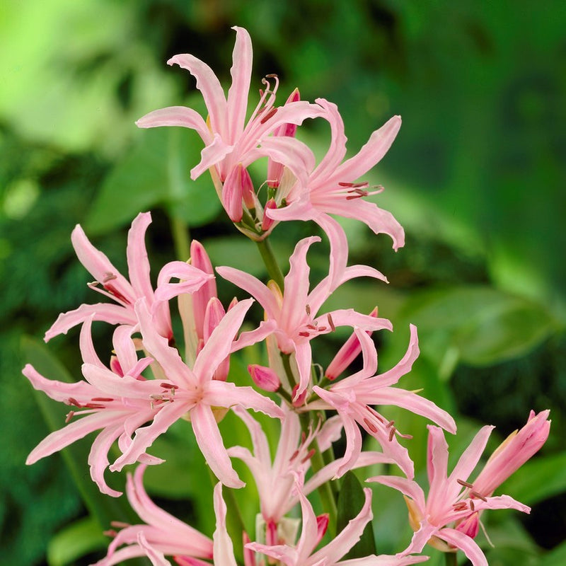 Nerine Undulata