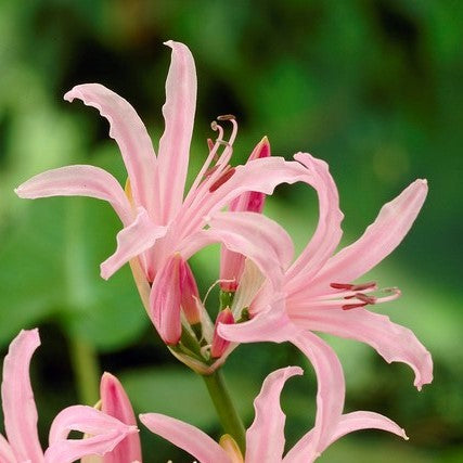 Nerine Undulata