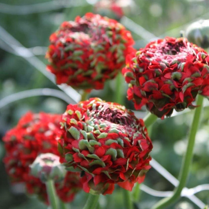 Italian Ranunculus Cloni Pon Pon 'Draco'