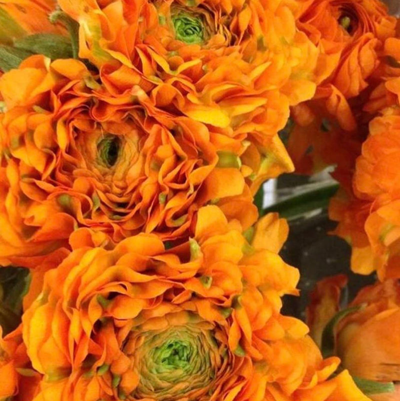 Italian Ranunculus Cloni Pon Pon 'Garfield'