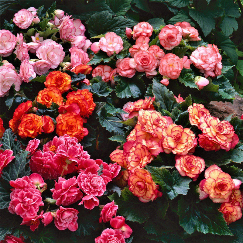 Begonia Hanging Basket Picotee Mix